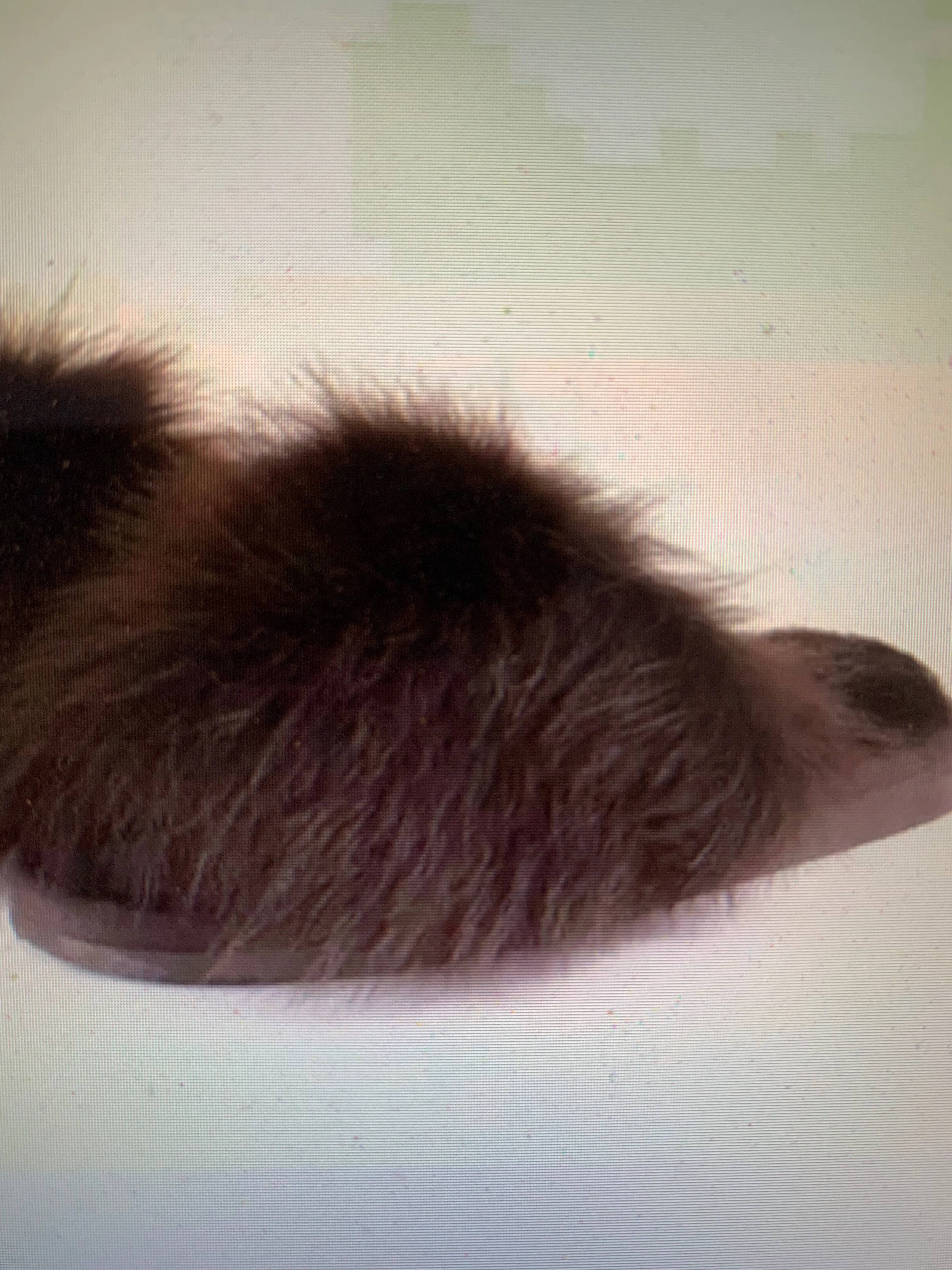 Tessan Slippers