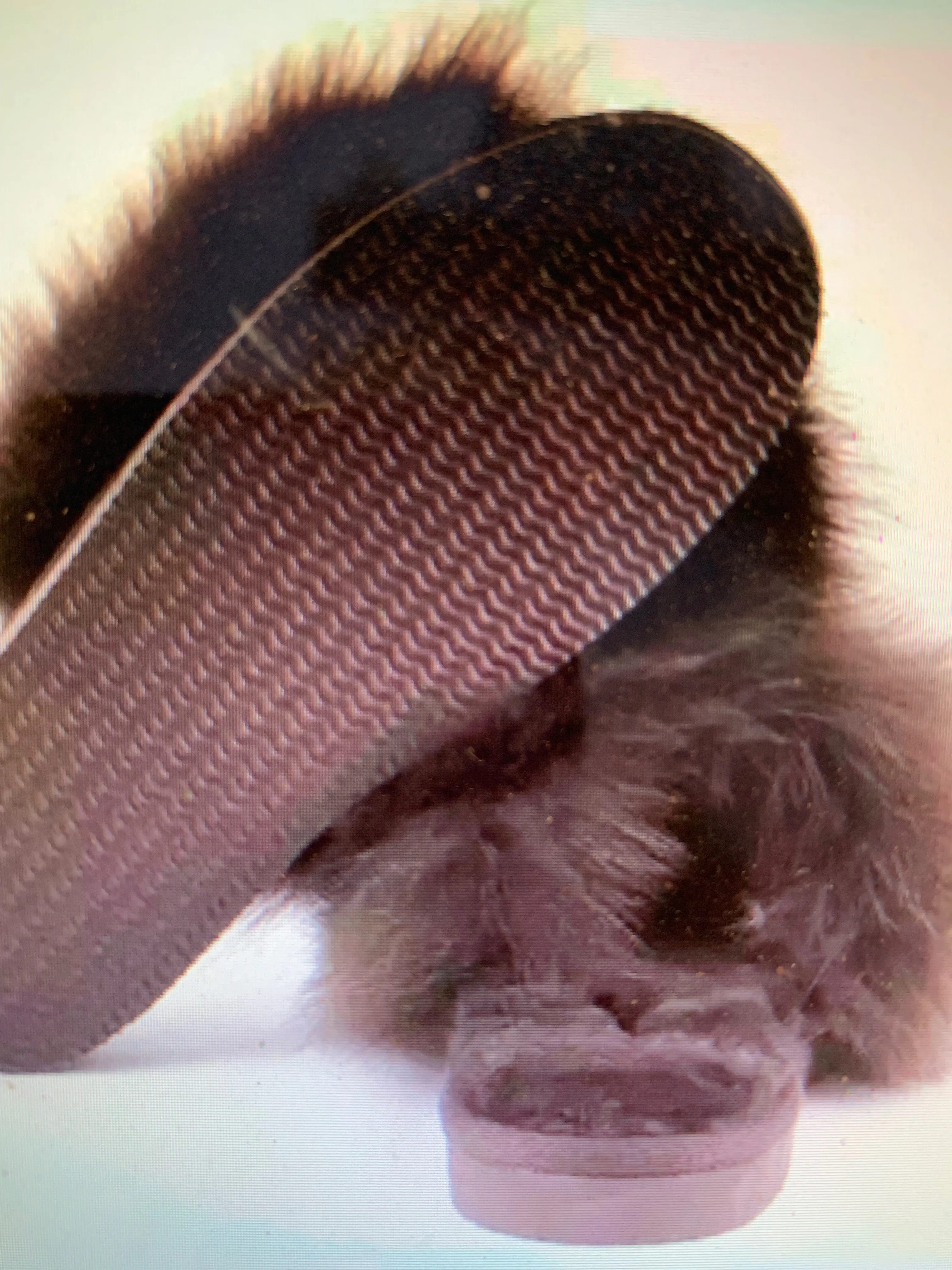 Tessan Slippers